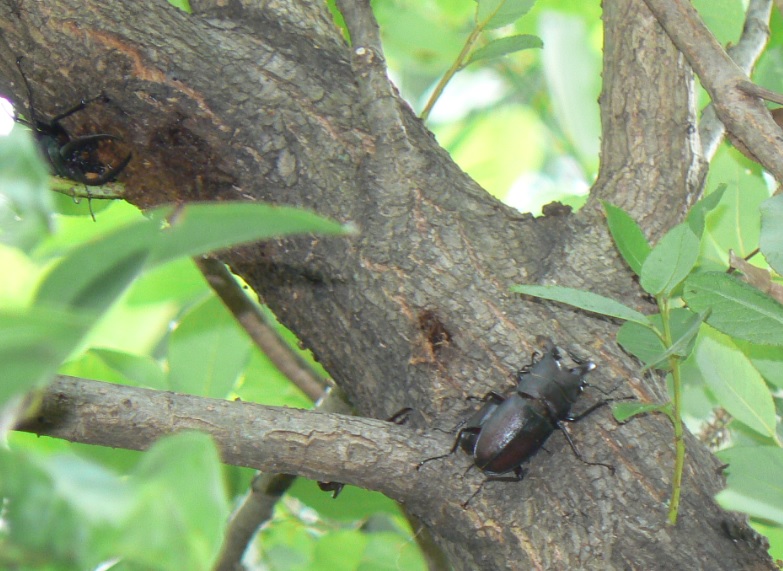 川縁のヤナギ(左)_ノコギリクワガタ3♂_2021年6月13日5時40分頃 気温23度